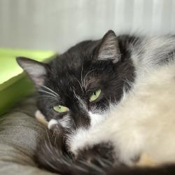 Chat - Boursin dit Urny
