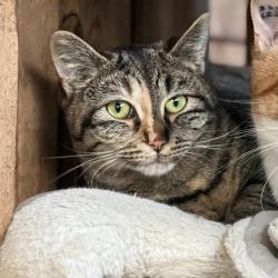 Chat - Zaya