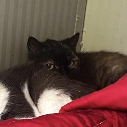 Chat - Tasha