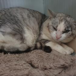 Chat - Titou