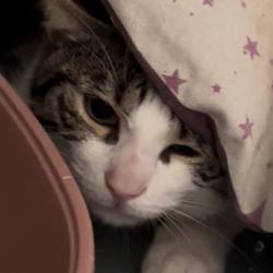 Chat - Zack