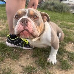 Chien - Drago
