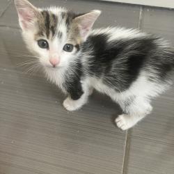 Chat - PISTACHE (blanc avec des grosses taches)