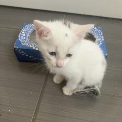 Chat - BISCUIT (blanc petite taches)