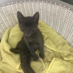 Chat - SWIFFER (gris)