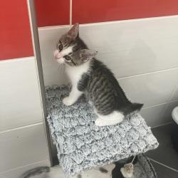 Chat - GRIZZLI (tigré)