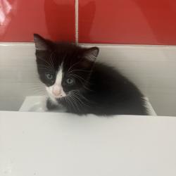Chat - MIKADO (plus de noir que de blanc)