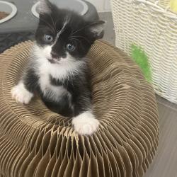 Chat - KITKAT (noir et blanc museau noir)