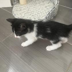 Chat - DOMINO (plus de blanc que de noir)