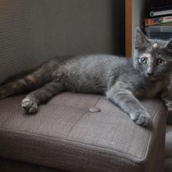 Chat - Bluey