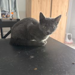 Chat - Crunchy