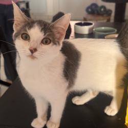 Chat - Pacha