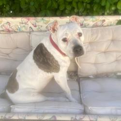 Chien - Irma