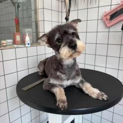 Chien - Jamie