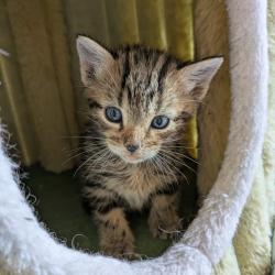 Chat - JO