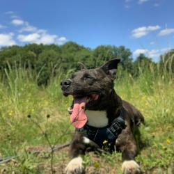 Chien - KALASH