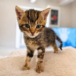 Chat - Koda