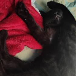 Chat - KURO