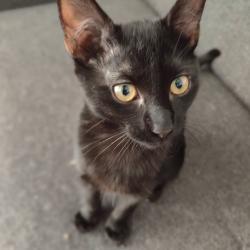 Chat - KURO