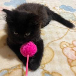 Chat - Kya