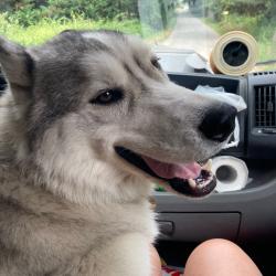 Chien - Lecky