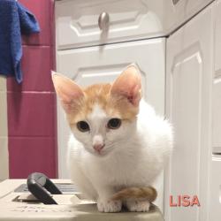 Chat - LISA