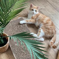 Chat - LOUNA