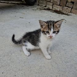 Chat - LUFFY