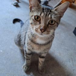 Chat - LUNA
