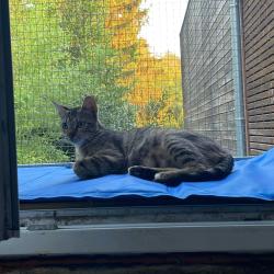 Chat - LUNA