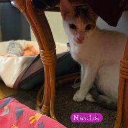 Chat - MACHA