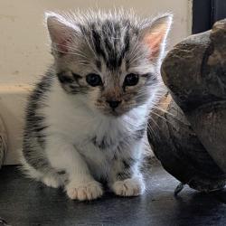 Chat - MEG