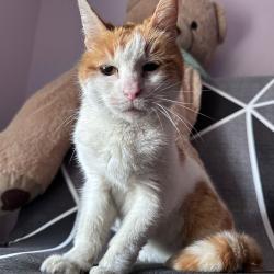 Chat - MELBA