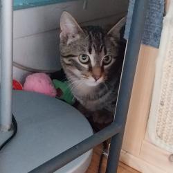Chat - MEYKO