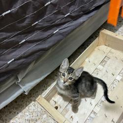 Chat - MIKO