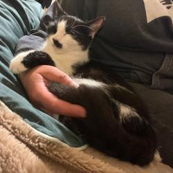 Chat - MIMIE