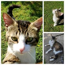 Chat - MODJO