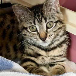 Chat - MULAN