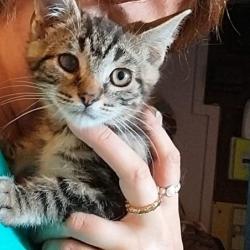 Chat - MUSTANG