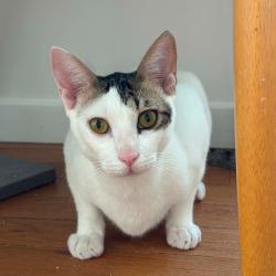 Chat - Muxu