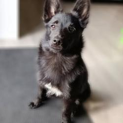Chien - Nala