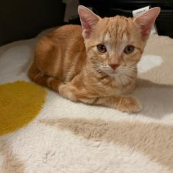 Chat - NATSU