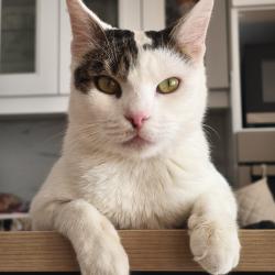 Chat - NEIGE