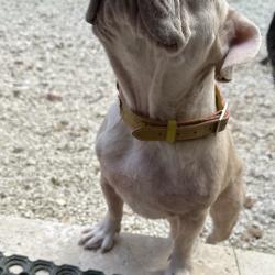 Chien - Neytiri