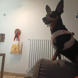 Chien - OLGA
