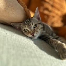 Chat - ORI