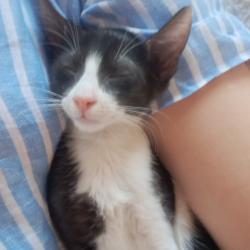 Chat - Billie