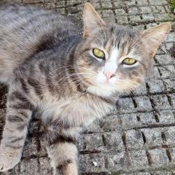 Chat - Noisette