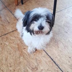 Chien - Pilou