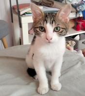 Chat - PRINCE